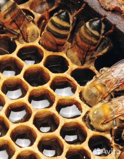 Пчелы пасека