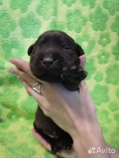 Щенки лабрадора