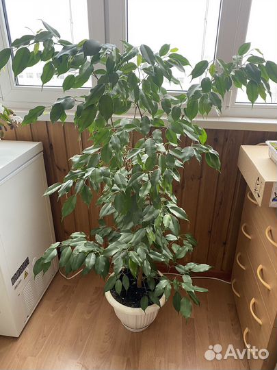 Фикус Бенджамина