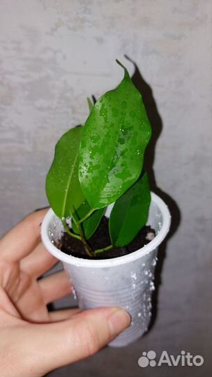 Фикус бенджамина - разные сорта - все по 100