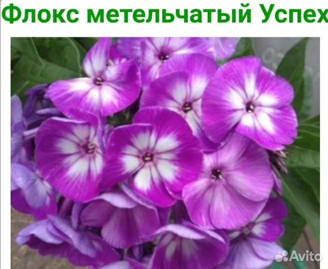 Флоксы метельчатые, растопыренные, шиловидные