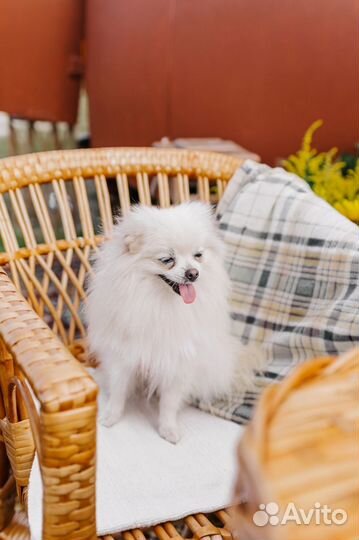 Щпиц девочка