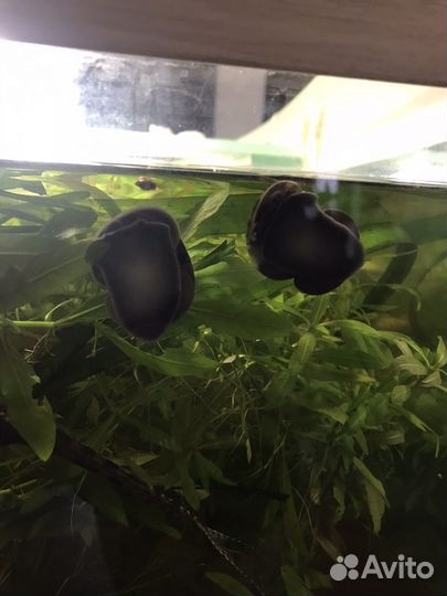 Улитки ампулярии