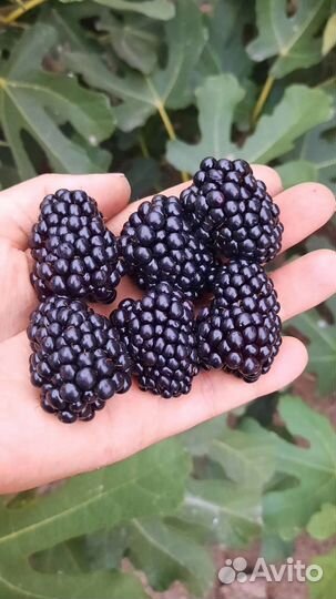 Саженцы ежевики ремонтантной