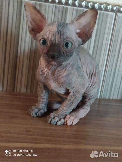 Канадский сфинкс