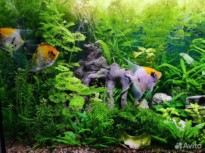 Аквариумные растения