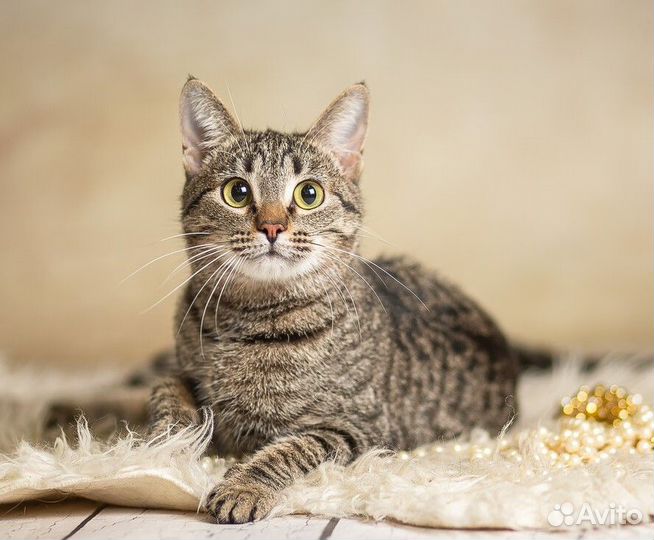 Котенок -девочка