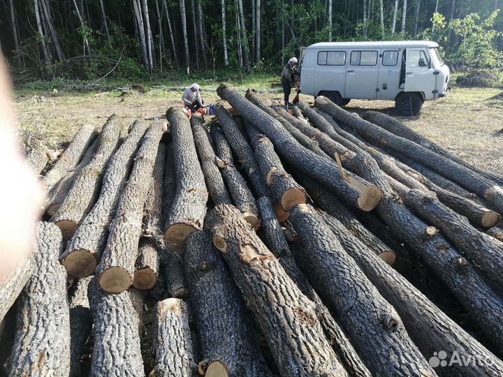 Дуб берёза липа