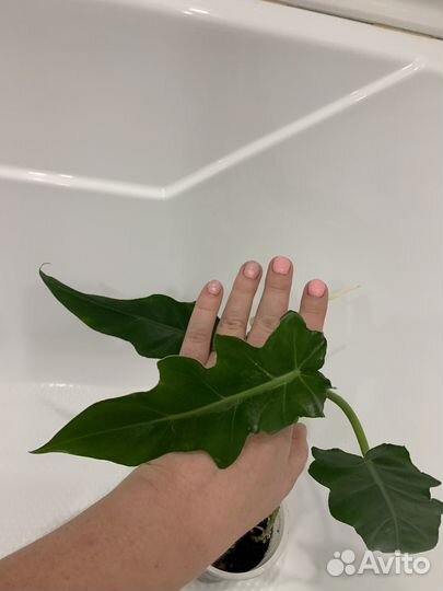 Филодендрон