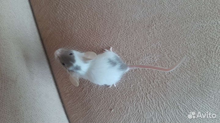 Декоративные мышки оптом и в розницу