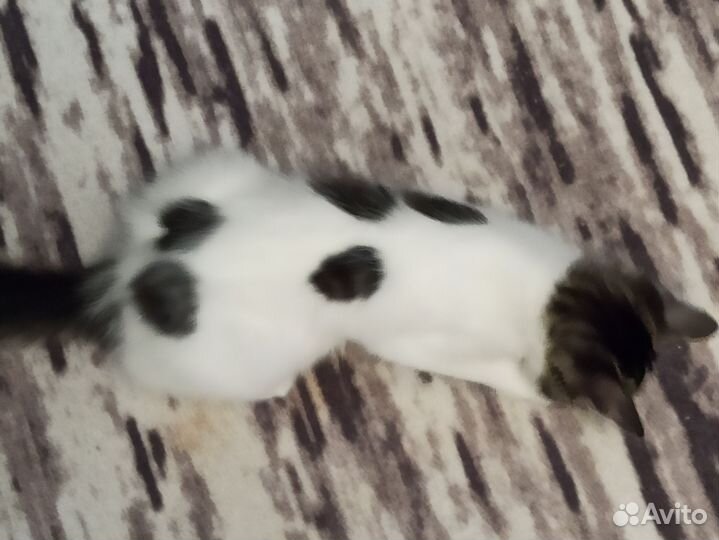 Отдам в добрые руки кошечку