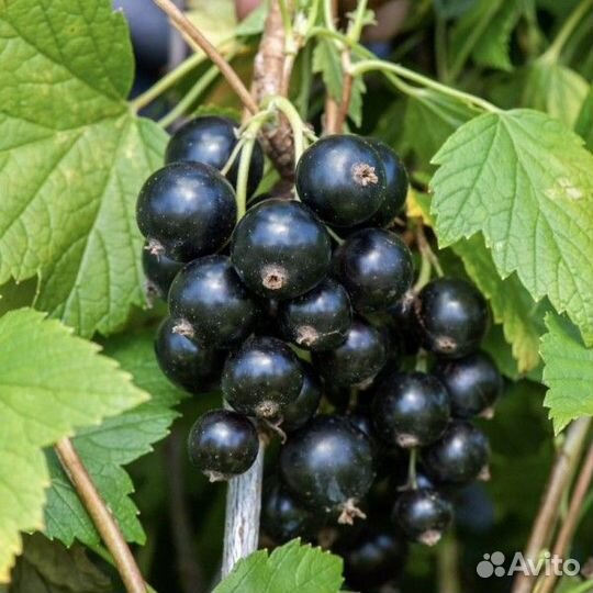 Чёрная, белая, красная и розовая смородина саженцы