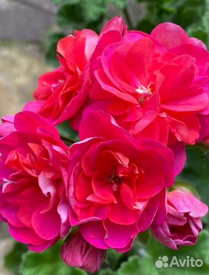 Пеларгония герань