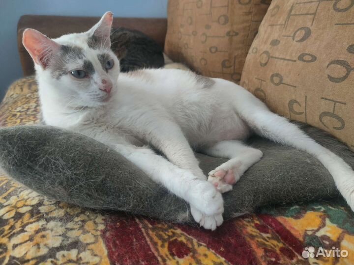Красавчик ищет хозяев