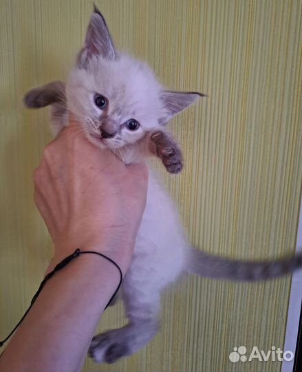 Котята мейн-кун