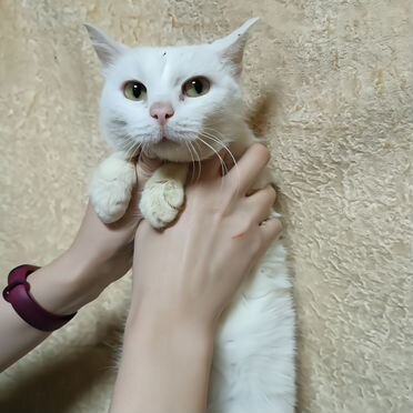 Взрослая, кошка в добрые руки