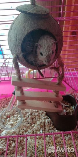 Песчанок отдам в добрые руки