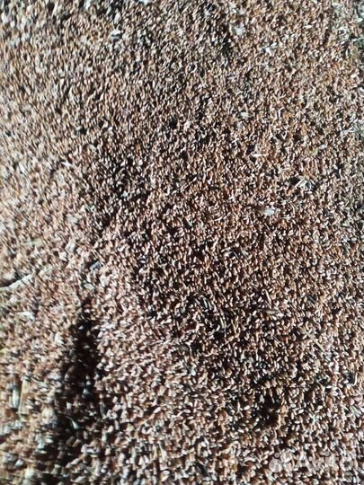 Пшеница 4 класс