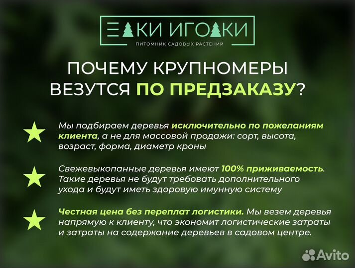 Туя Брабант 5 м Крыпномеры