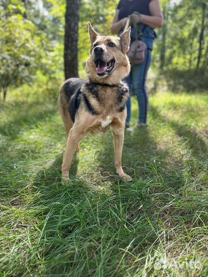 Чудесная собака из приюта