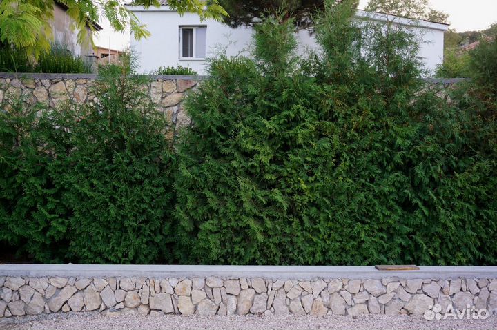 Туя Брабант 1,6 м. в наличии