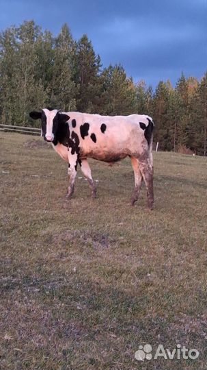 Продам бычков и тёлочку