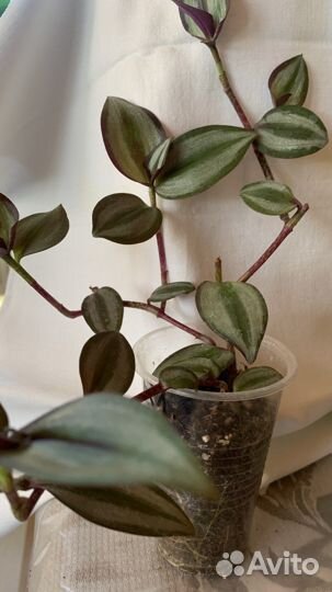 Колеусы, традисканция, бальзамин