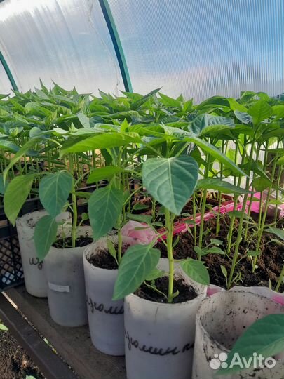 Рассада помидор, перца, огурцов