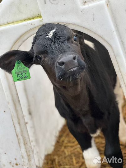 Бычки и телята