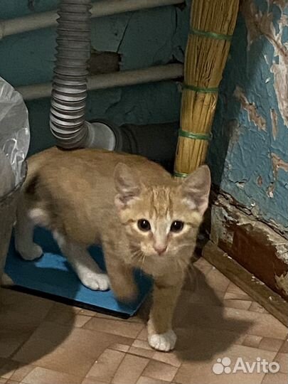 Отдам даром кота