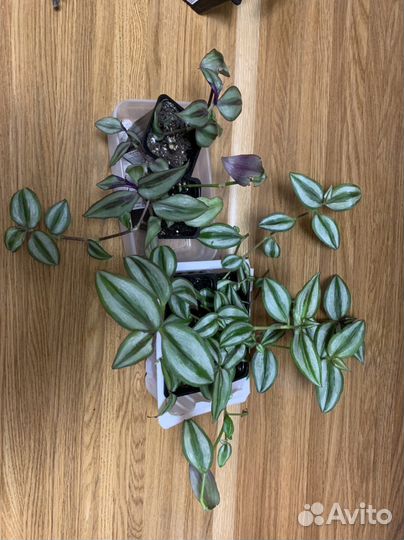 Традесканция несколько видов