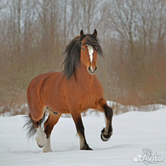Владимирский жеребец