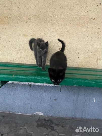 Британские котята в добрые руки