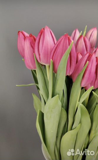 Тюльпаны к 8 марта