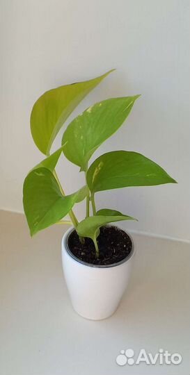 Комнатные, декоративно-лиственные растения