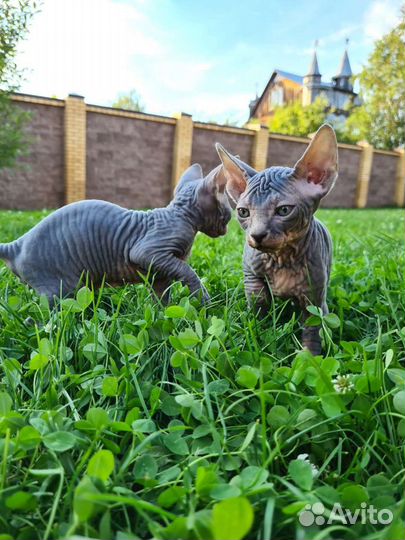 Канадский сфинкс