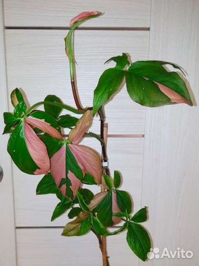 Орм Нак,Макрофиллум,Ред Спот, Венеция