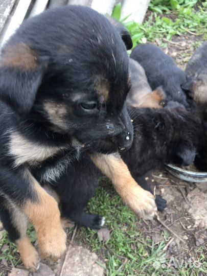 Щенки дворняги