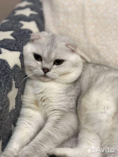 Шотландский вислоухий кот вязка