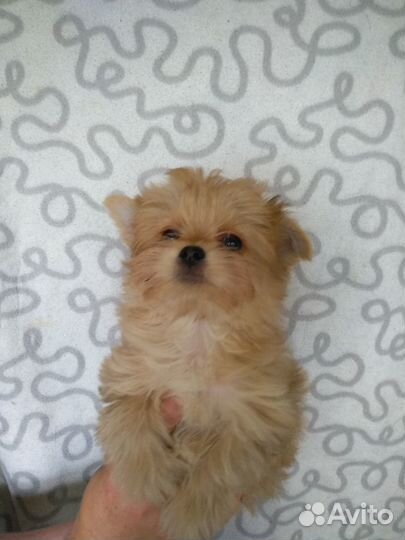 Щенки йоркширского терьера