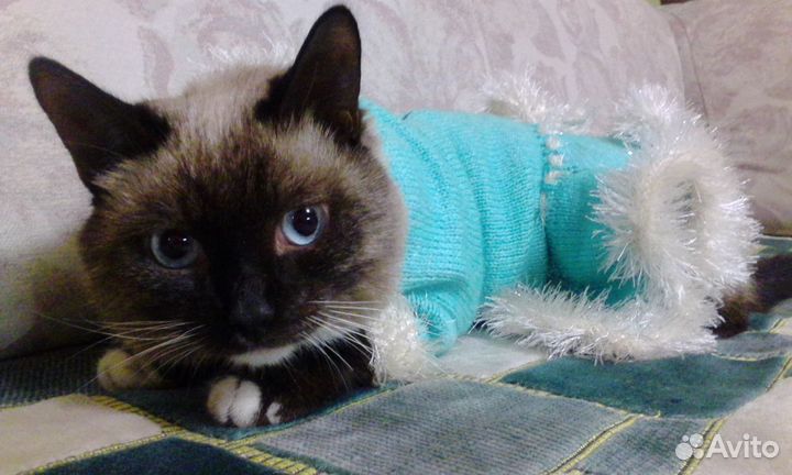 Одежда для собаки