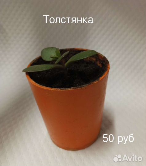Комнатные растения 2