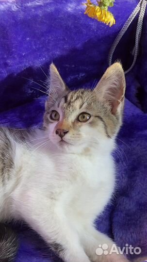 Котенок компаньон добрый и ласковый ищет дом в дар