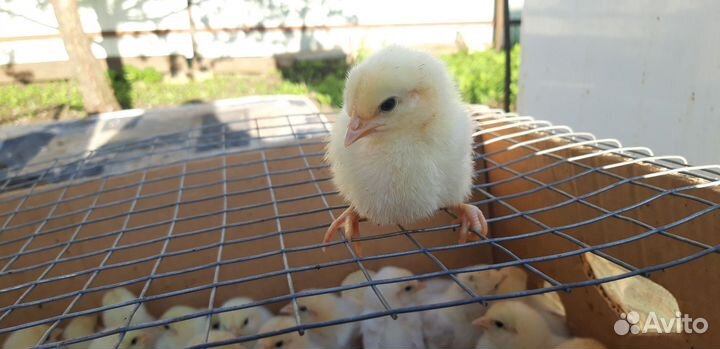 Петушки на откорм