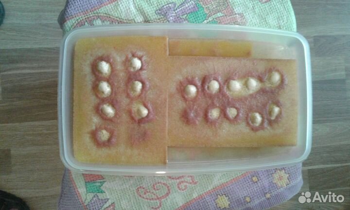 Аулофорус, трубочник Изя,нематода, гаммарус и др