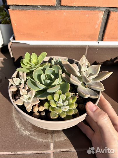 Флорариум суккуленты садик набор