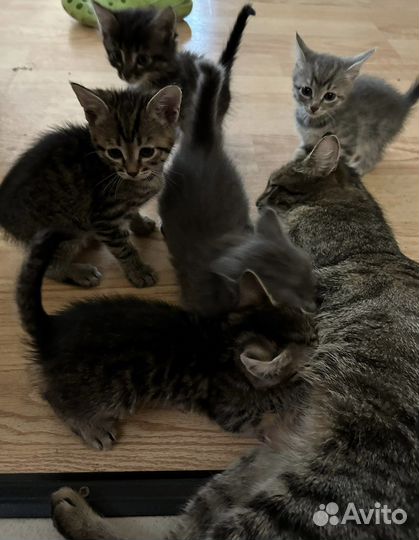 Котята в добрые руки