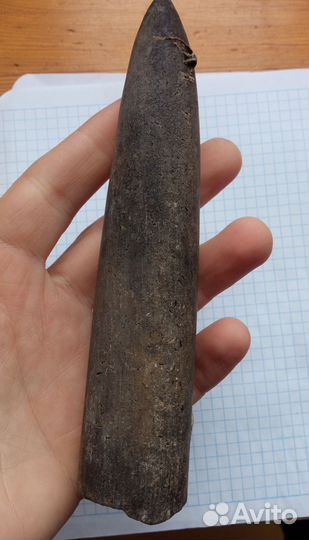 Белемнит чертов палец, окаменелость