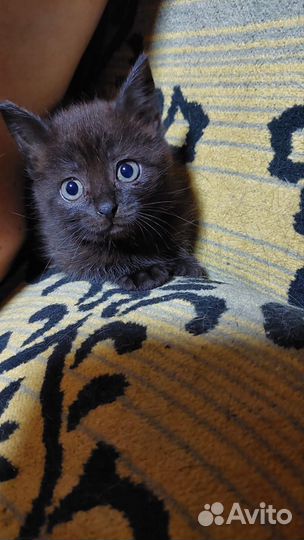 Кошка в дар