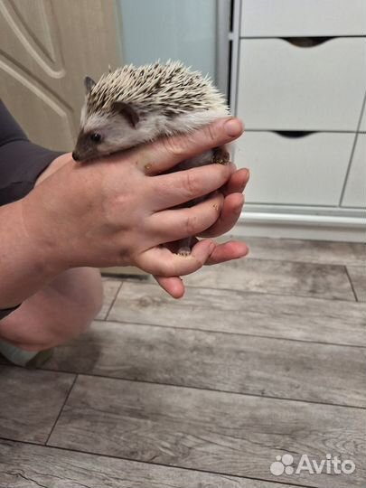 Продается африканский карликовый ёж